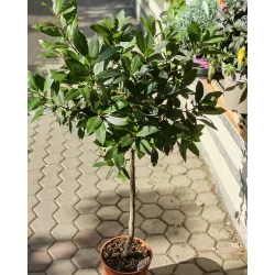 Лаврово дърво (Laurus nobilis)