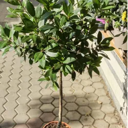 Лаврово дърво (Laurus nobilis)