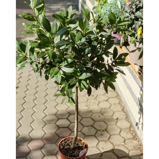 Лаврово дърво (Laurus nobilis)