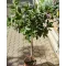 Лаврово дърво (Laurus nobilis)