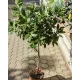 Лаврово дърво (Laurus nobilis)