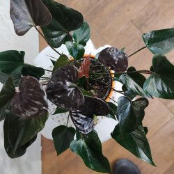 Антуриум с шоколадови цветове (Anthurium Chocolate) в саксия