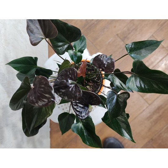Антуриум с шоколадови цветове (Anthurium Chocolate) в саксия