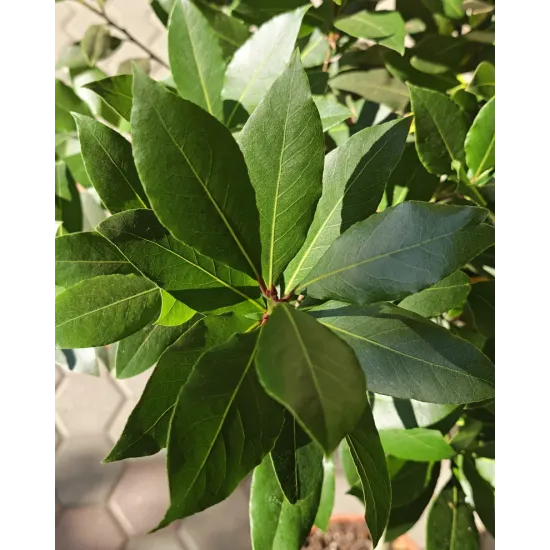 Лаврово дърво (Laurus nobilis)