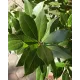 Лаврово дърво (Laurus nobilis)