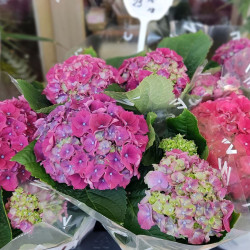 Хортензия в саксия