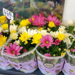 Хризантема трицветна в саксия | София