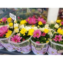 Хризантема трицветна в саксия | София