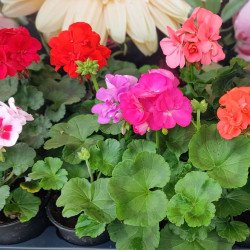 Мушкато (Pelargonium)