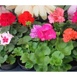 Мушкато (Pelargonium)
