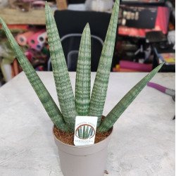 Sansevieria cylindrica (Цилиндрична сансевиера)