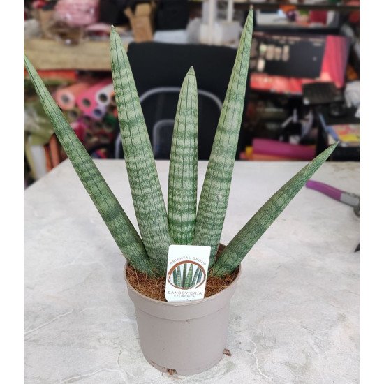 Sansevieria cylindrica (Цилиндрична сансевиера)