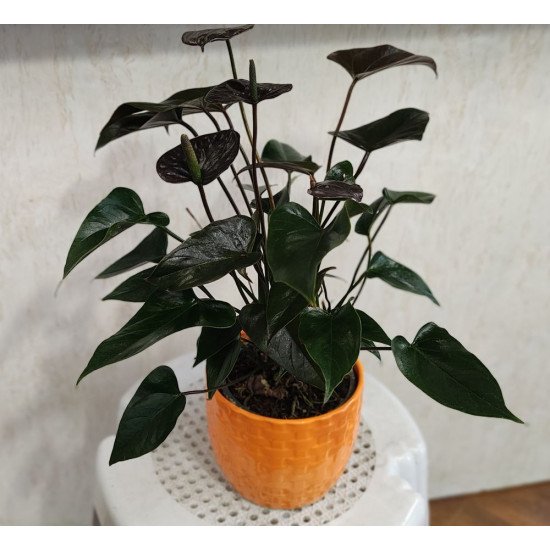 Антуриум с шоколадови цветове (Anthurium Chocolate) в саксия