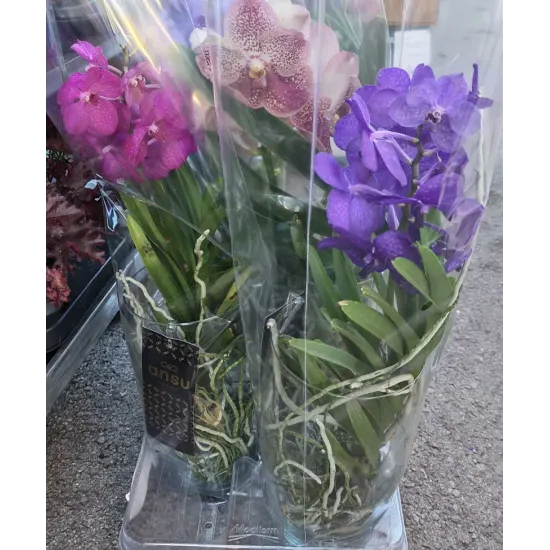 Орхидея Ванда (Vanda) в стъклена кашпа Орхидея Ванда (Vanda) в стъклена кашпа