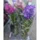 Орхидея Ванда (Vanda) в стъклена кашпа Орхидея Ванда (Vanda) в стъклена кашпа