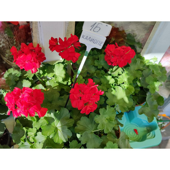 Калиопе (Pelargonium interspecific Calliope)
