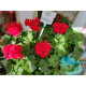 Калиопе (Pelargonium interspecific Calliope)