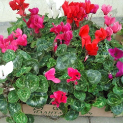 Циклама (Cyclamen) | София