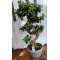 Бонсай голям (Фикус Microcarpa)