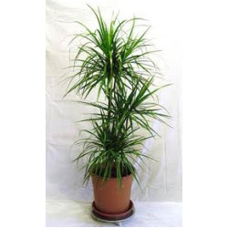 Драцена Маргината 3-ка