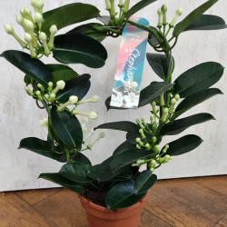 Стефанотис- Мадагаскарски жасмин