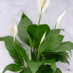 Спатифилум в саксия