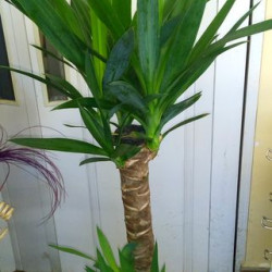 Юка 2-ка в саксия