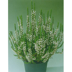 Калуна (Calluna Vulgaris)  в саксия
