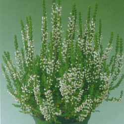 Калуна (Calluna Vulgaris)  в саксия