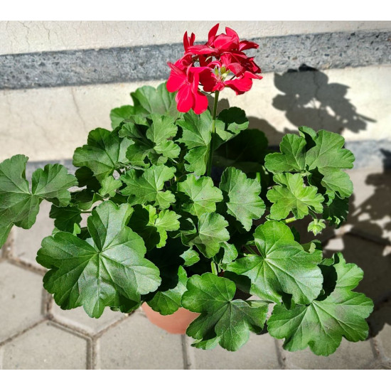 Калиопе (Pelargonium interspecific Calliope)