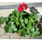 Калиопе (Pelargonium interspecific Calliope)