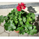 Калиопе (Pelargonium interspecific Calliope)