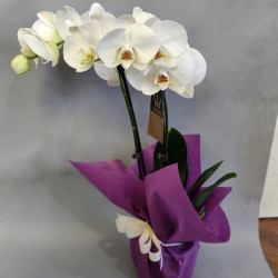 Орхидея Фаленопсис с две цветоносни стъбла