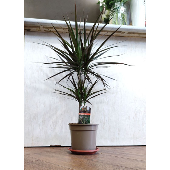 Драцена Маргината 2-ка