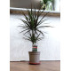 Драцена Маргината 2-ка