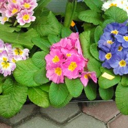 Примула (Иглика) в саксия