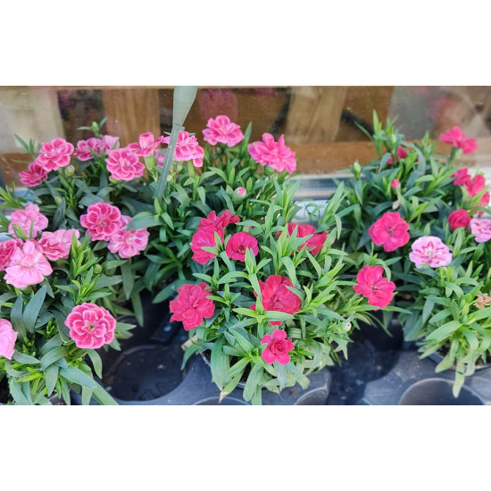 Мини карамфил (Dianthus caryophyllus var. nanus)