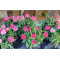 Мини карамфил (Dianthus caryophyllus var. nanus)