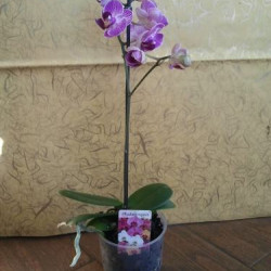 Орхидея Фаленопсис мини