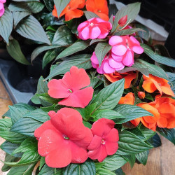 Циганче (Impatiens walleriana)