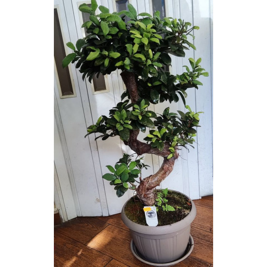 Бонсай голям (Фикус Microcarpa)
