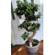 Бонсай голям (Фикус Microcarpa)