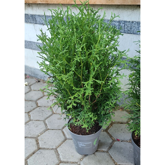 Туя Смарагд (Thuja occidentalis "Smaragd") 