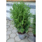 Туя Смарагд (Thuja occidentalis "Smaragd") 