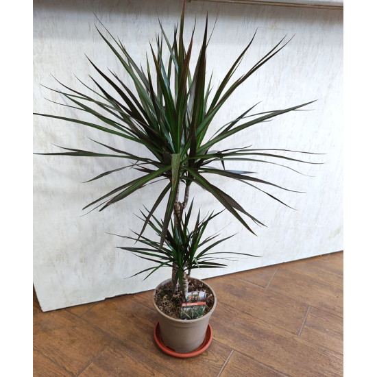 Драцена Маргината 2-ка