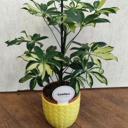 Шефлера (Schefflera)