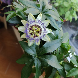 Пасифлора (Passiflora caerulea)