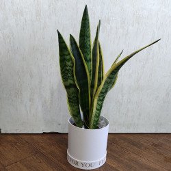 Сансевиера (Индийски меч) в стилна бяла подаръчна кутия