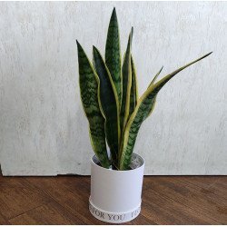 Сансевиера (Индийски меч) в стилна бяла подаръчна кутия