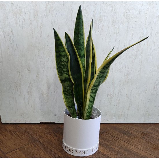 Сансевиера (Индийски меч) в стилна бяла подаръчна кутия